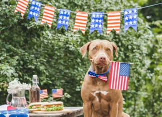 Stars, Stripes & Summer Essentials AdobeStock 641582635