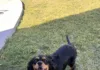 Pets & Their People: A Foster That Became Family Biscuit 4