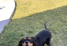 Pets & Their People: A Foster That Became Family Biscuit 4
