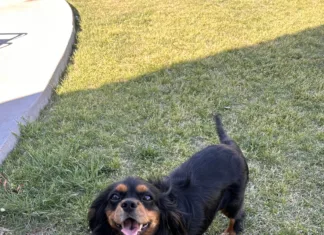 Pets & Their People: A Foster That Became Family Biscuit 4