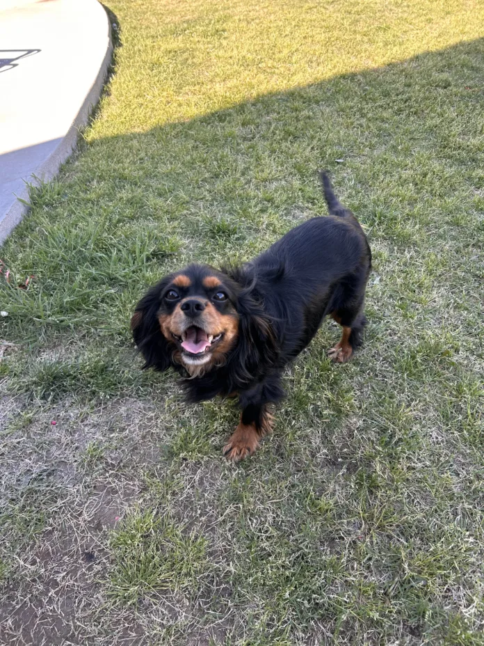 Biscuit-4 Biscuit 4