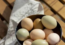 A First Step Toward Urban Homesteading Eggs stockUnsplash