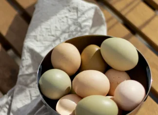 A First Step Toward Urban Homesteading Eggs stockUnsplash