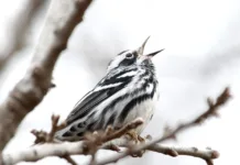 The Great Migration Black-and-white warbler