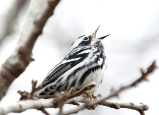 The Great Migration Black-and-white warbler