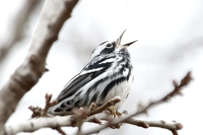 Black-and-white warbler Black-and-white warbler