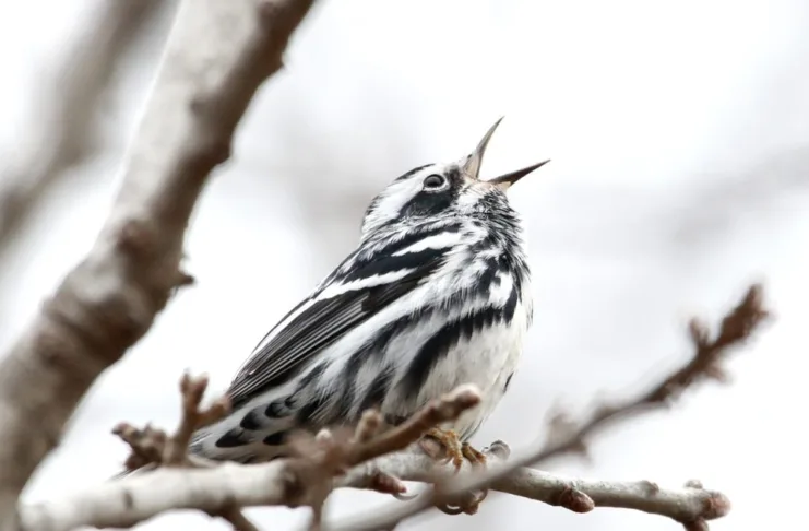 The Great Migration Black-and-white warbler