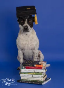 Ellie, Jewell’s foster pup, earned Canine Good Citizen and Novice Trick Dog titles.
