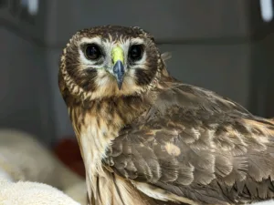 A northern harrier, sometimes called an owl hawk.