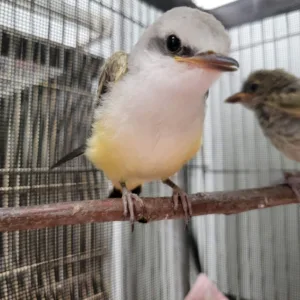 A scissor-tailed flycatcher being treated at WildCare Oklahoma.