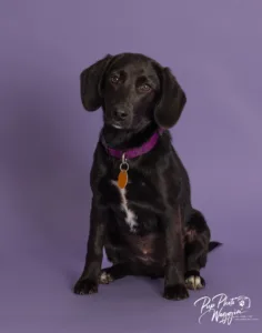 Daisy, a rescue dog photographed by Lisa Jewell
