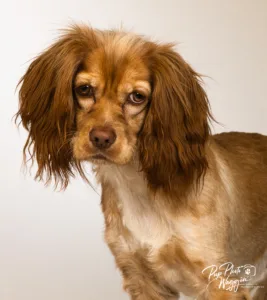 Lily, a rescue dog photographed by Lisa Jewell
