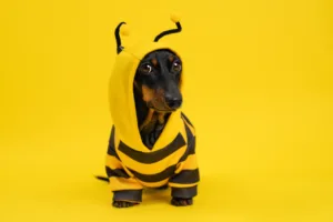 Dachshund wearing a yellow and black bumblebee costume