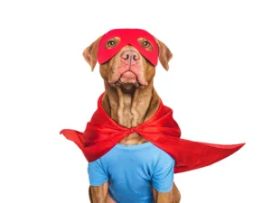 Dog wearing a red superhero cape and mask