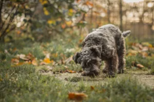 Dog sniffing the ground on an autumn walk