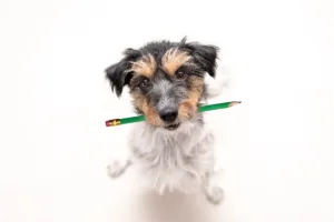 Small dog holding a pencil in its mouth