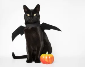 Black cat wearing felt bat wings beside a pumpkin
