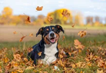 Autumn Unleashed Dog playing in fallen autumn leaves
