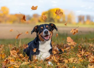 Autumn Unleashed Dog playing in fallen autumn leaves