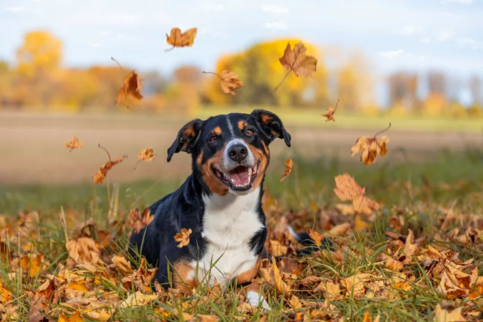 Dog playing in fallen autumn leaves Dog playing in fallen autumn leaves