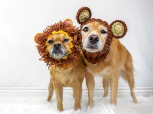 Two dogs wearing fluffy lion mane costumes
