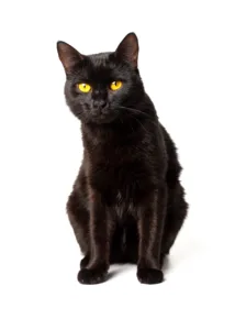 Black cat with golden eyes