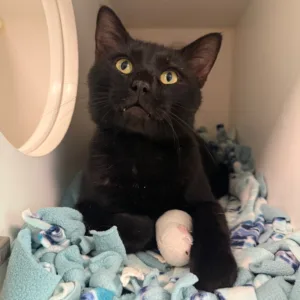 Lint, an adoptable Bombay cat at Tulsa SPCA