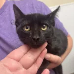 Mac, an adoptable black kitten at Tulsa SPCA