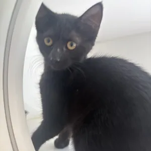 McFlurry, an adoptable black kitten at Tulsa SPCA