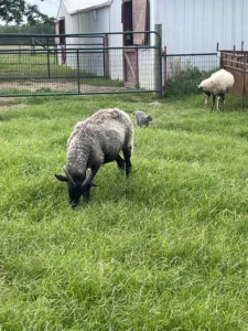 Hands-on experience with livestock, such as sheep, can help potential homesteaders decide which animals best fit their goals.