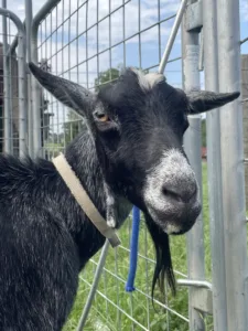 The resident goat at Shepherd’s Cross.