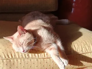 Orange cat napping