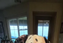 Lesson Learned Dalmatian trading a small rock for a cookie