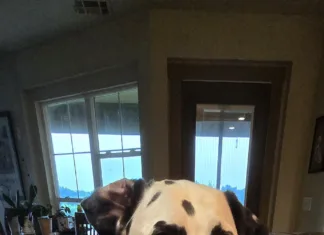 Lesson Learned Dalmatian trading a small rock for a cookie