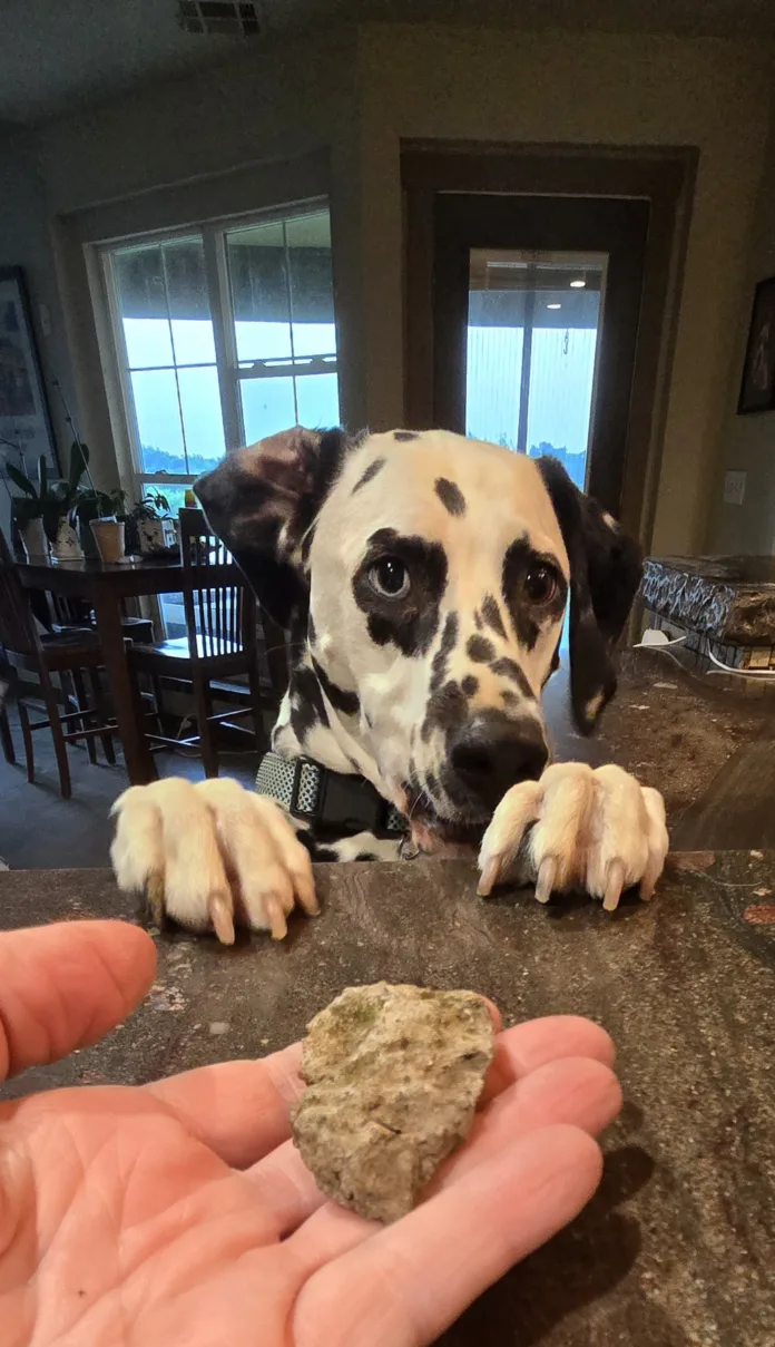 Dalmatian trading a small rock for a cookie