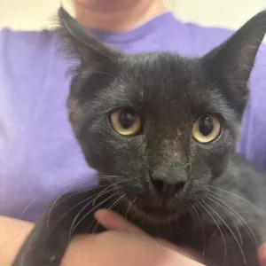 Apple Pie, an adoptable black kitten at Tulsa SPCA