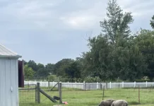 Beyond Backyard Chickens: Taking the Next Steps in Urban Homesteading Sheep grazing in an open pasture at Shepherd’s Cross