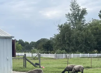 Beyond Backyard Chickens: Taking the Next Steps in Urban Homesteading Sheep grazing in an open pasture at Shepherd’s Cross