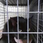 Skippy, an adoptable black cat at Tulsa Animal Welfare