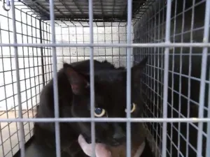 Skippy, an adoptable black cat at Tulsa Animal Welfare