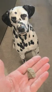 Dalmatian standing beside a hand holding a small rock